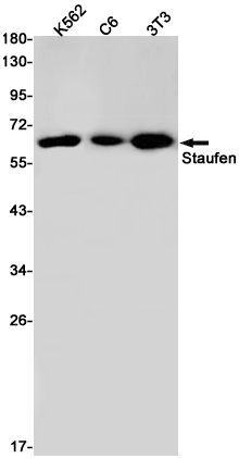 8 - [KO]Staufen Rabbit mAb AP76125
