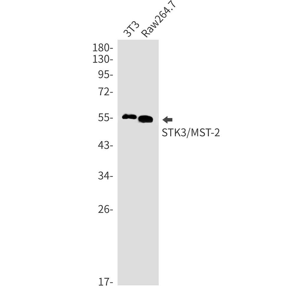 1 - STK3/MST-2 Rabbit mAb AP76127