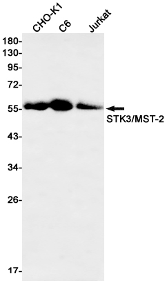 2 - STK3/MST-2 Rabbit mAb AP76127