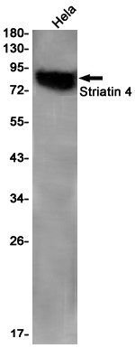 1 - Striatin 4 Rabbit mAb AP76129