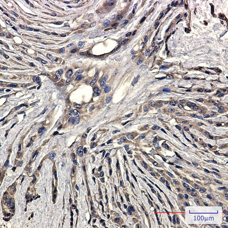 0 - Synaptophysin Rabbit mAb AP76139