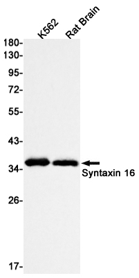 8 - Syntaxin 16 Rabbit mAb AP76141