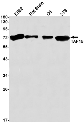 2 - [KO]TAF15 Rabbit mAb AP76146
