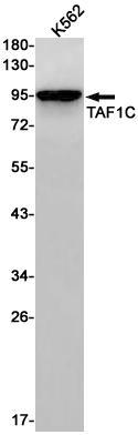 1 - TAF1C Rabbit mAb AP76147