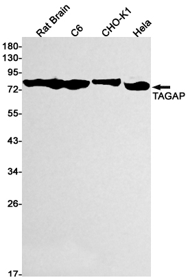 1 - TAGAP Rabbit mAb AP76148