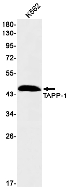1 - TAPP1 Rabbit mAb AP76150