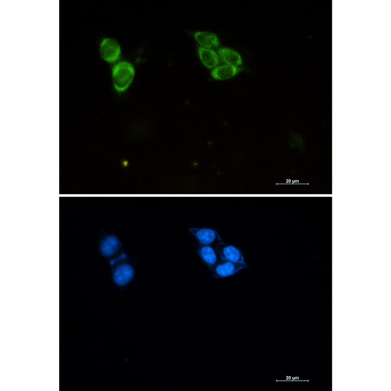 1 - Phospho-Tau (Thr50) Rabbit mAb AP76153