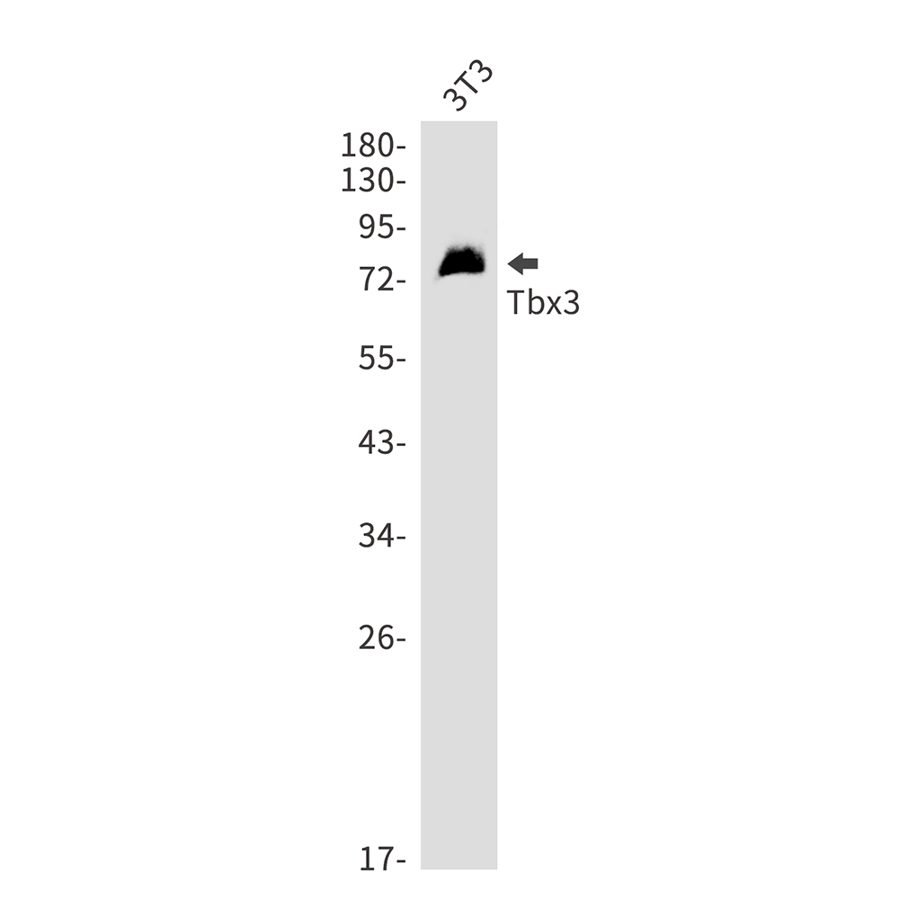 1 - T Box Protein 3 Rabbit mAb AP76156