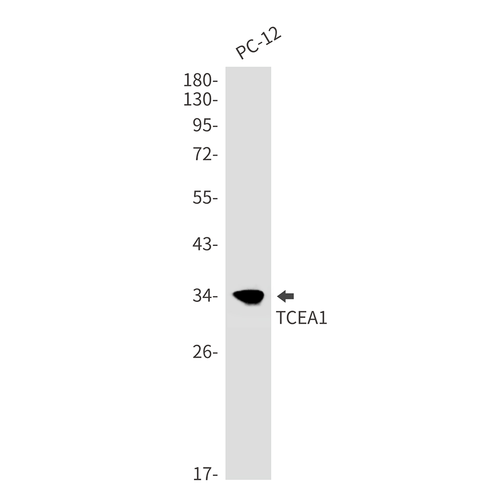 1 - TCEA1 Rabbit mAb AP76157
