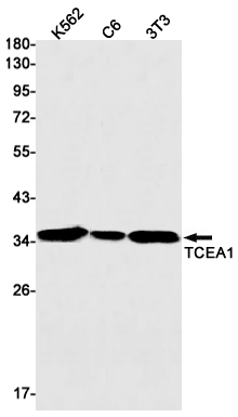 8 - TCEA1 Rabbit mAb AP76157