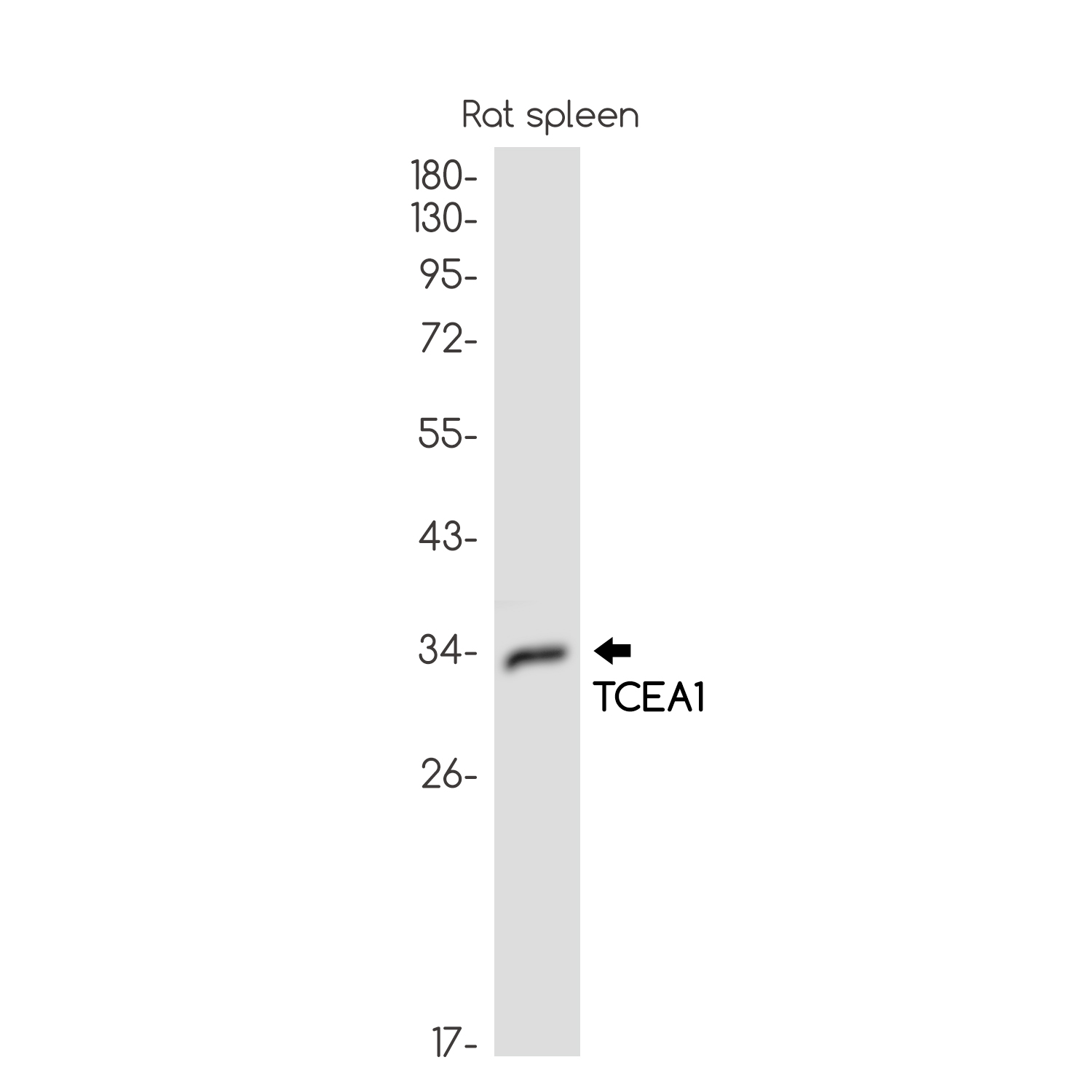 1 - TCEA1 Rabbit mAb AP76159