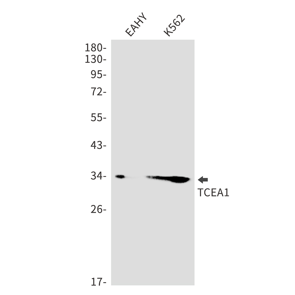 2 - TCEA1 Rabbit mAb AP76159