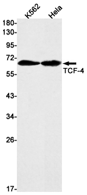 1 - TCF4 Rabbit mAb AP76160