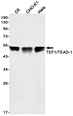 1 - TEF1/TEAD-1 Rabbit mAb AP76165