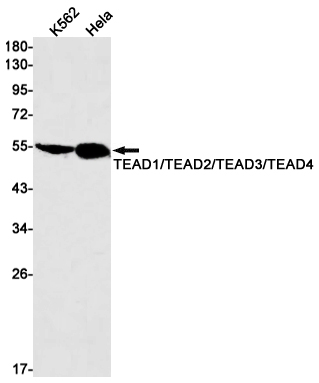 1 - Transcriptional Enhancer Factor TEF Rabbit mAb AP76166