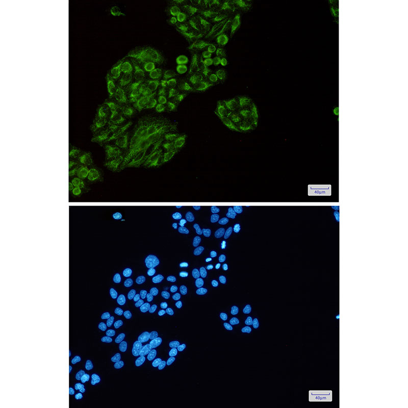 2 - Tec Rabbit mAb AP76167