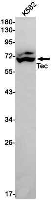 1 - Tec Rabbit mAb AP76167