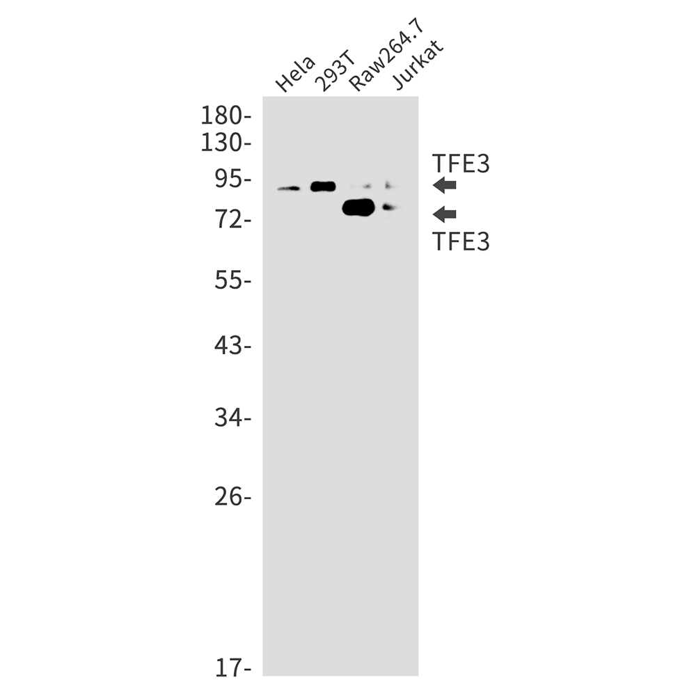 1 - TFE3 Rabbit mAb AP76169