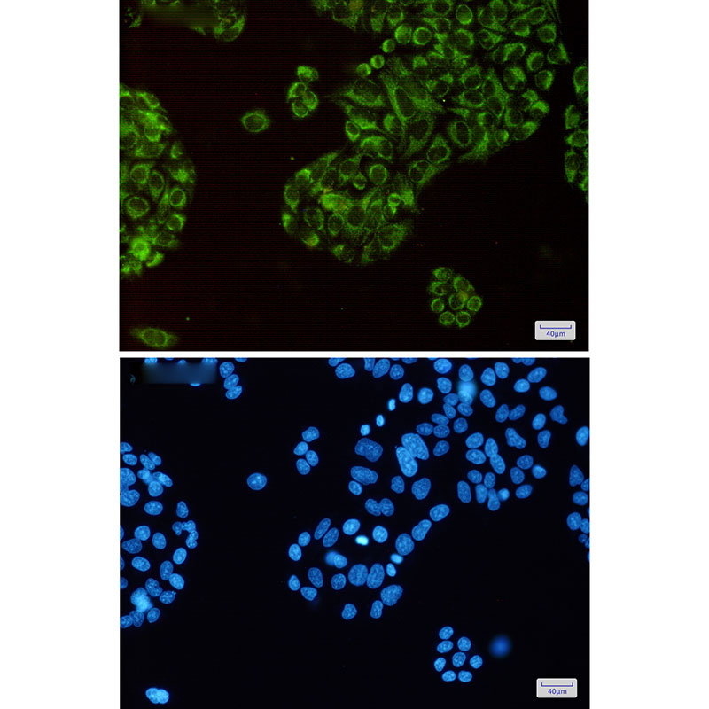 8 - Thioredoxin 2 Rabbit mAb AP76171