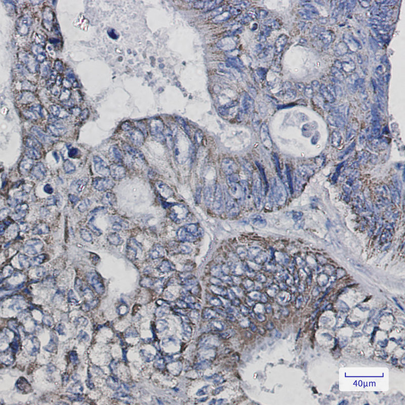 4 - Thioredoxin 2 Rabbit mAb AP76171