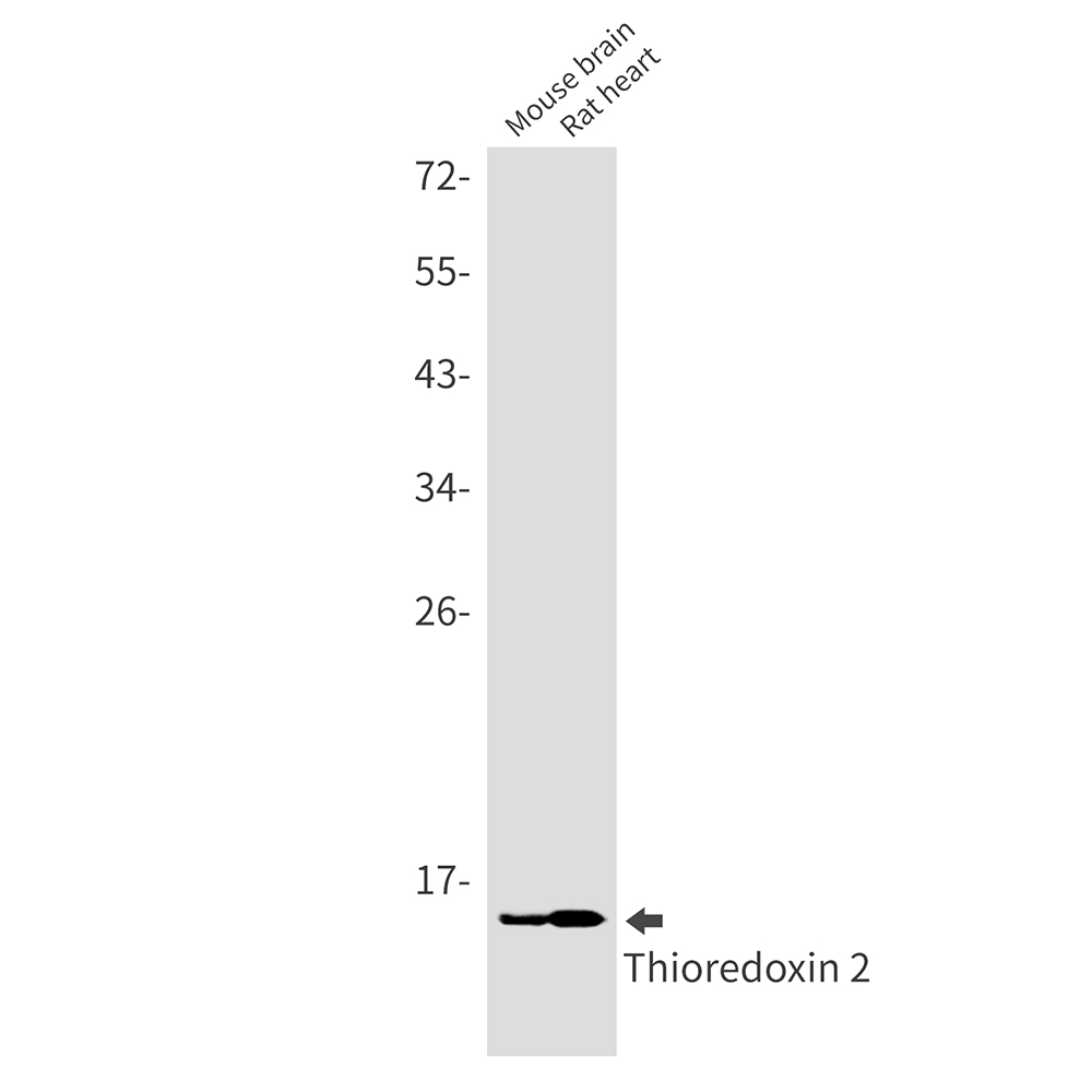1 - Thioredoxin 2 Rabbit mAb AP76171