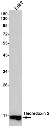 2 - Thioredoxin 2 Rabbit mAb AP76171
