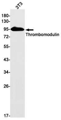 2 - Thrombomodulin Rabbit mAb AP76172