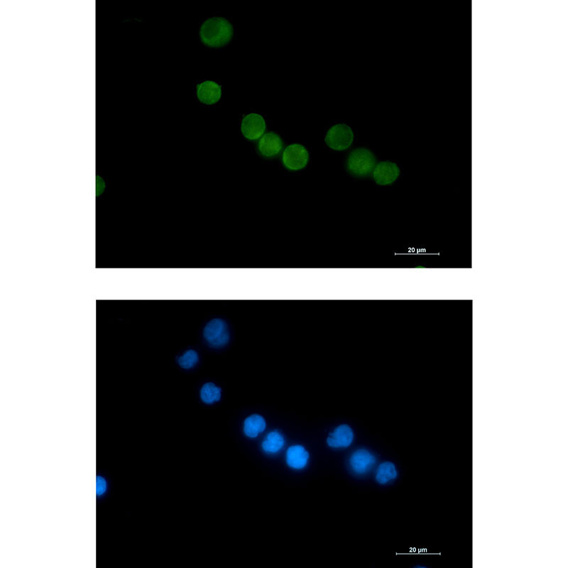 1 - Thymidylate Synthase Rabbit mAb AP76174