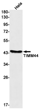 1 - TIMM44 Rabbit mAb AP76177