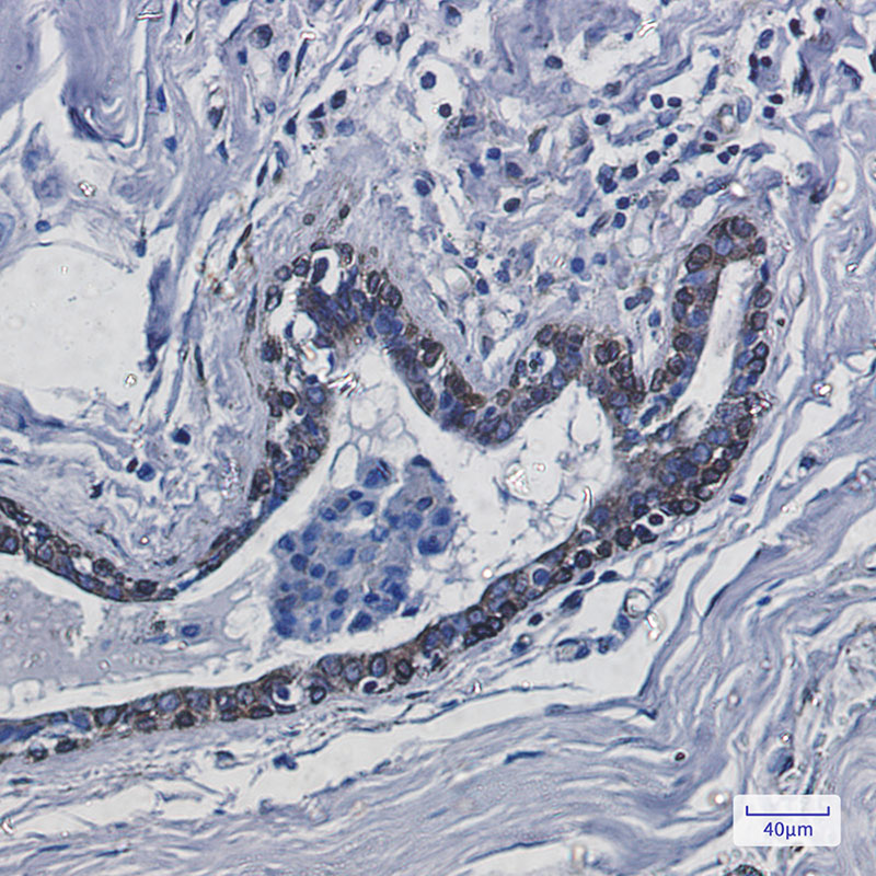 2 - Transmembrane Protein 43 Rabbit mAb AP76183