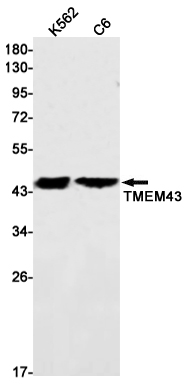 1 - Transmembrane Protein 43 Rabbit mAb AP76183