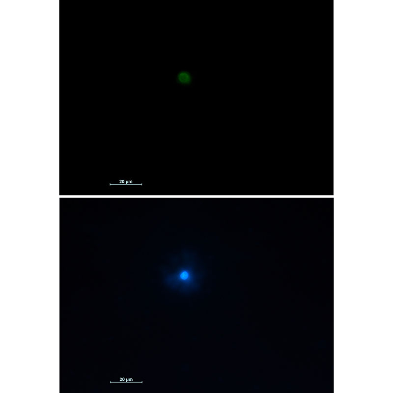 1 - TNFAIP3 Rabbit mAb AP76186