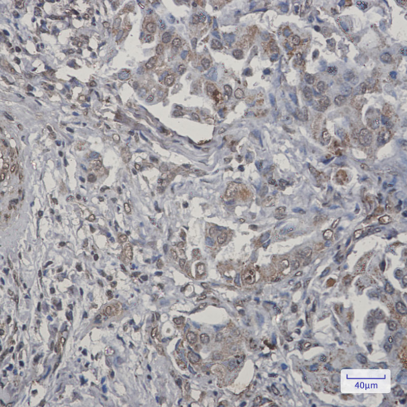 8 - TNFAIP3 Rabbit mAb AP76186