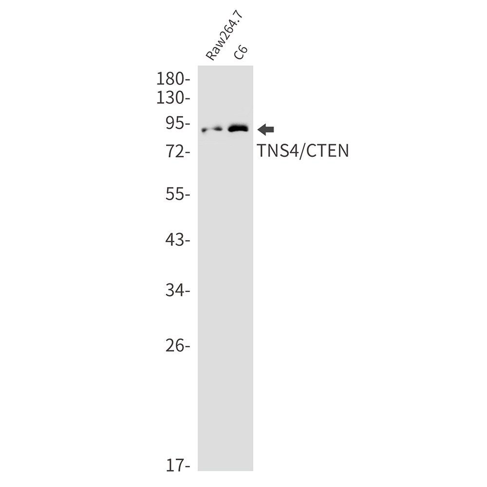 1 - Tensin 4 Rabbit mAb AP76187
