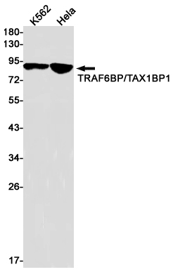 1 - TAX1BP1 Rabbit mAb AP76193