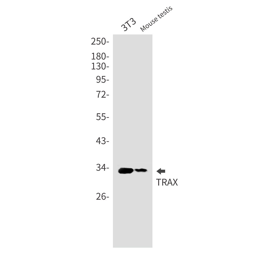 1 - Translin Associated Protein X Rabbit mAb AP76197