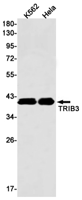 1 - TRIB3 Rabbit mAb AP76199