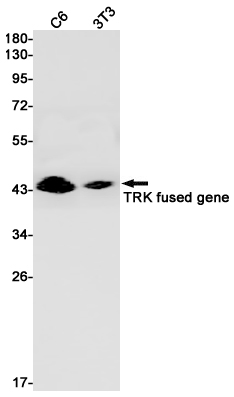 1 - TFG Rabbit mAb AP76205