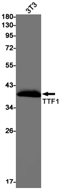3 - [KO]Thyroid Transcription Factor 1 Rabbit mAb AP76213