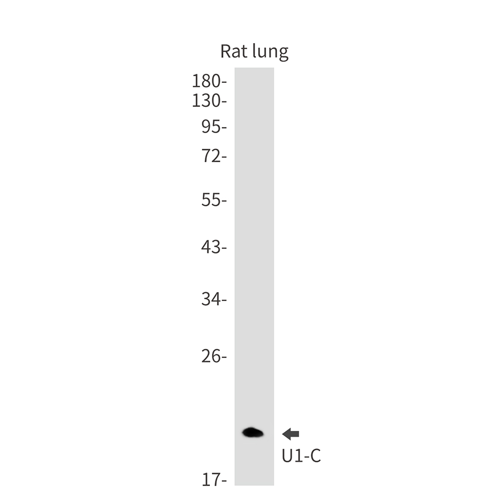 1 - U1C Rabbit mAb AP76221