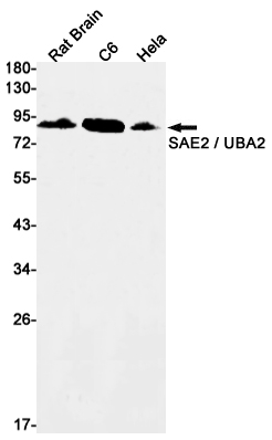2 - UBA2 Rabbit mAb AP76222