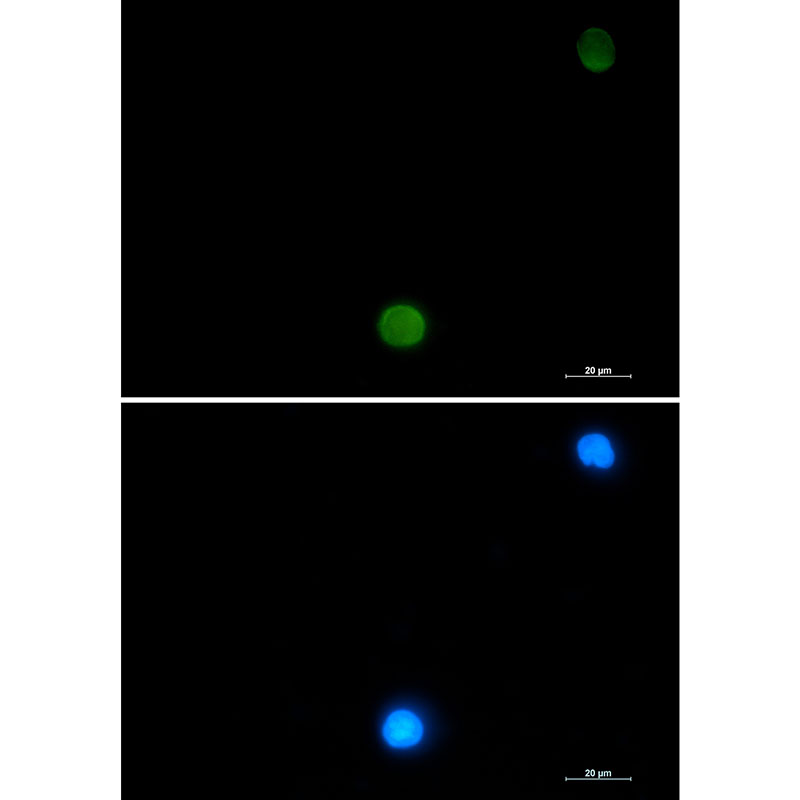 1 - Ubiquitin Rabbit mAb AP76224