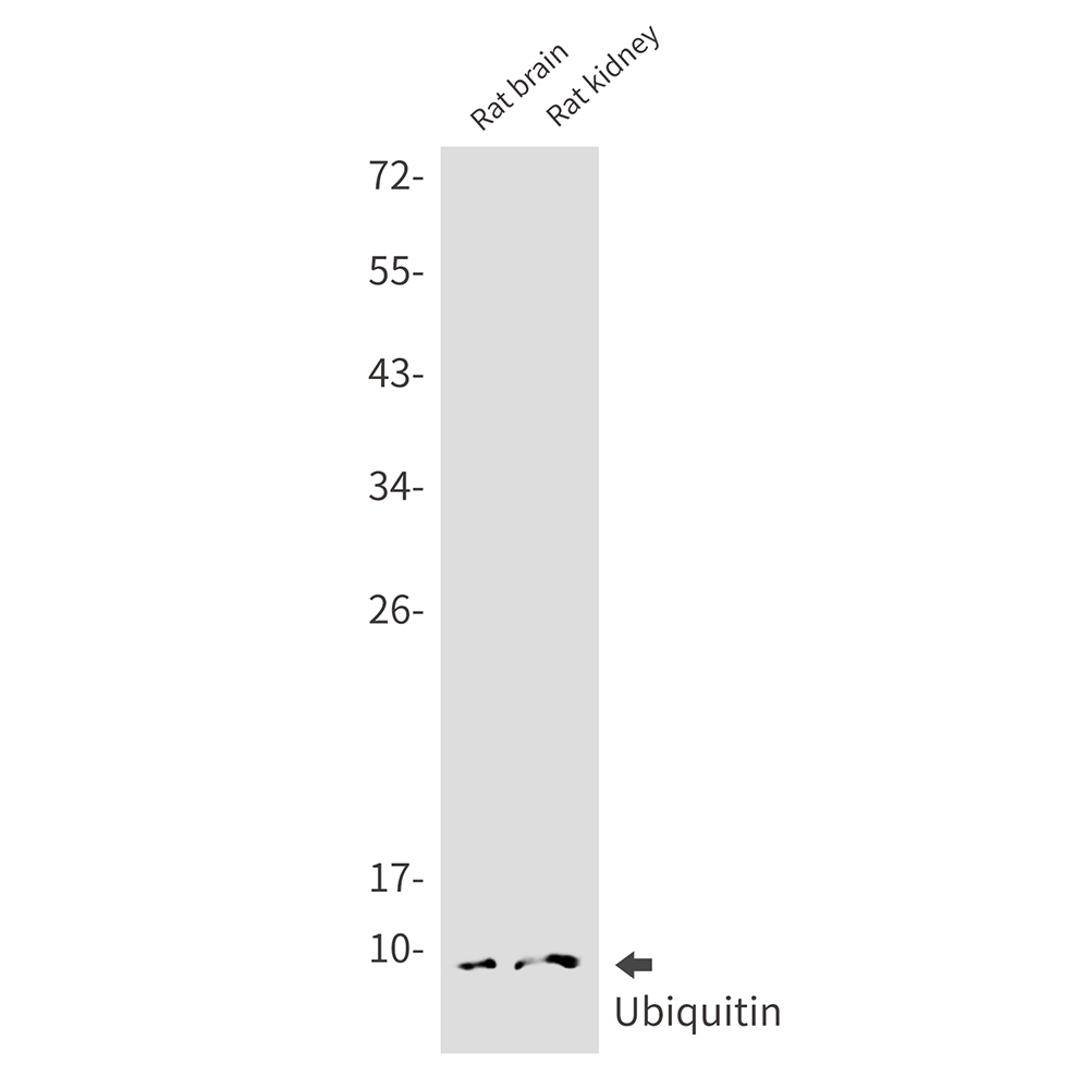 2 - Ubiquitin Rabbit mAb AP76224