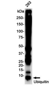 8 - Ubiquitin Rabbit mAb AP76224