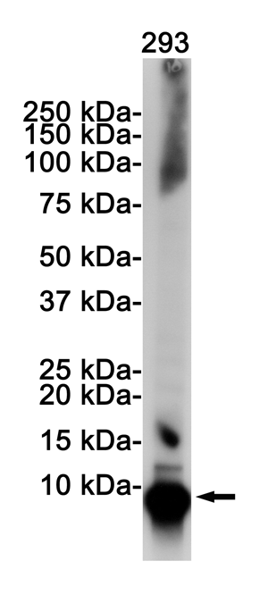 1 - Ubiquitin Rabbit mAb AP76225