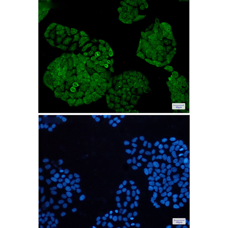 8 - UCHL5 Rabbit mAb AP76226