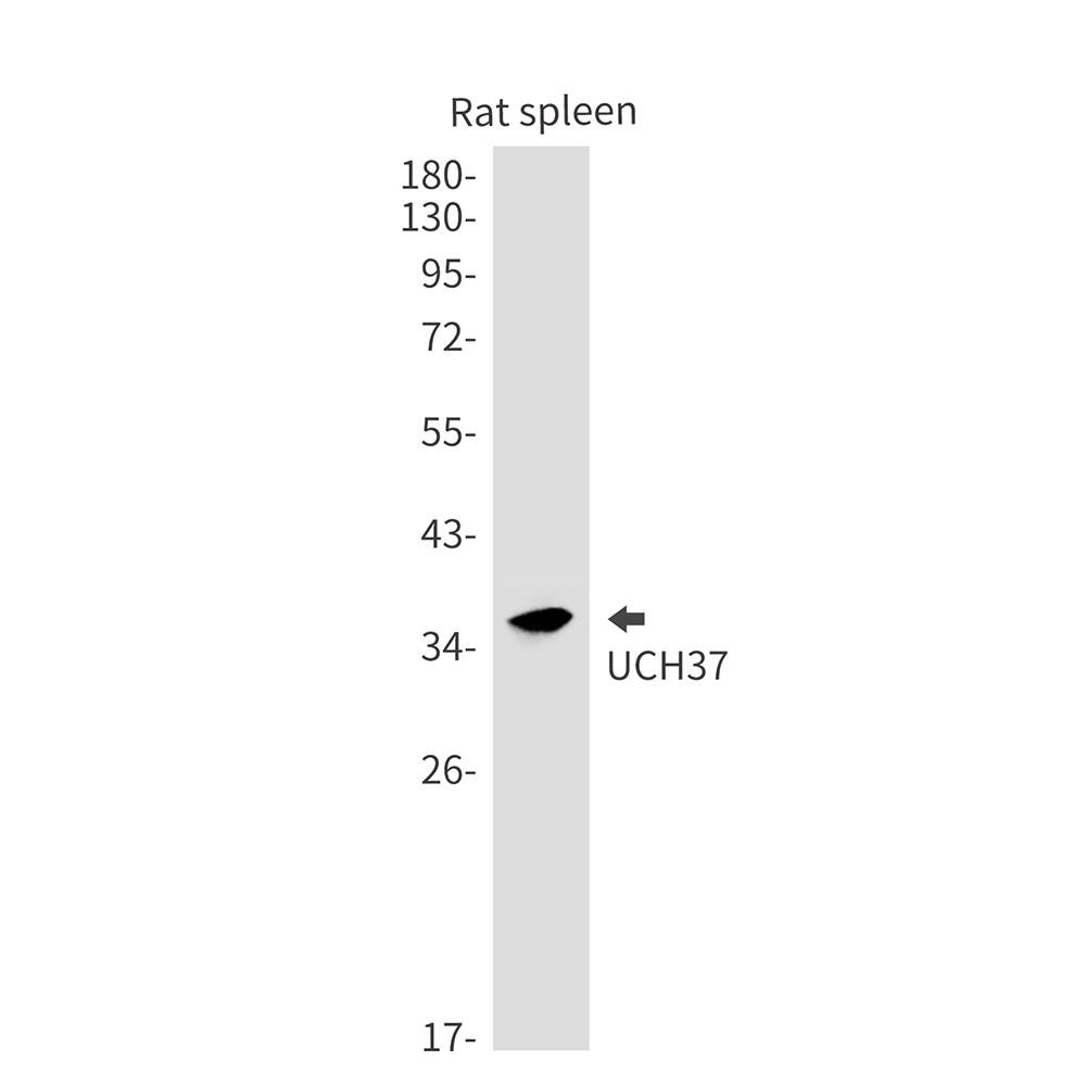 1 - UCHL5 Rabbit mAb AP76226