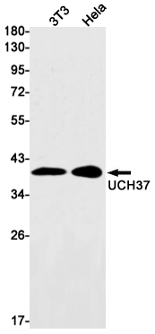2 - UCHL5 Rabbit mAb AP76226