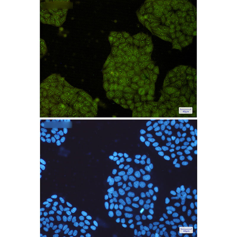 3 - UFC1 Rabbit mAb AP76229