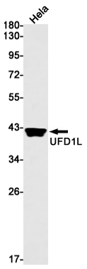 1 - UFD1L Rabbit mAb AP76230